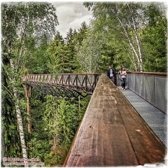 Treetop Walking Path 1